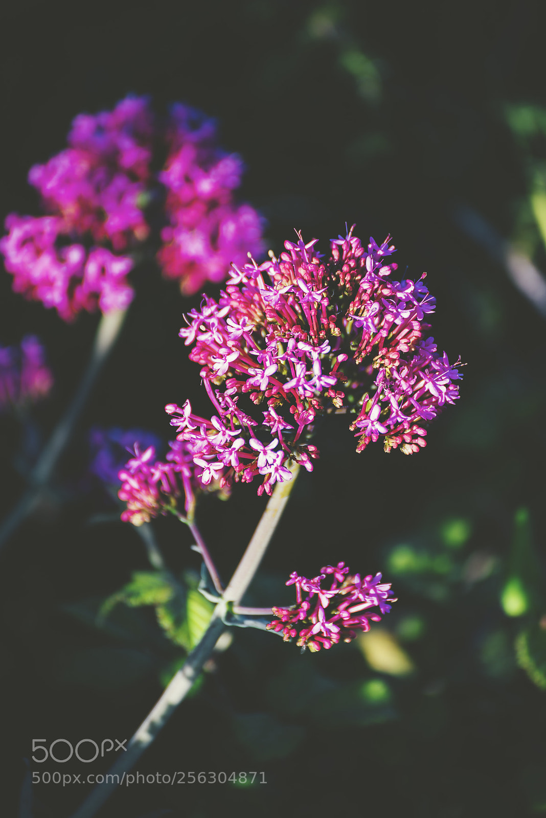 Nikon D810 sample photo. My color is fuchsia photography