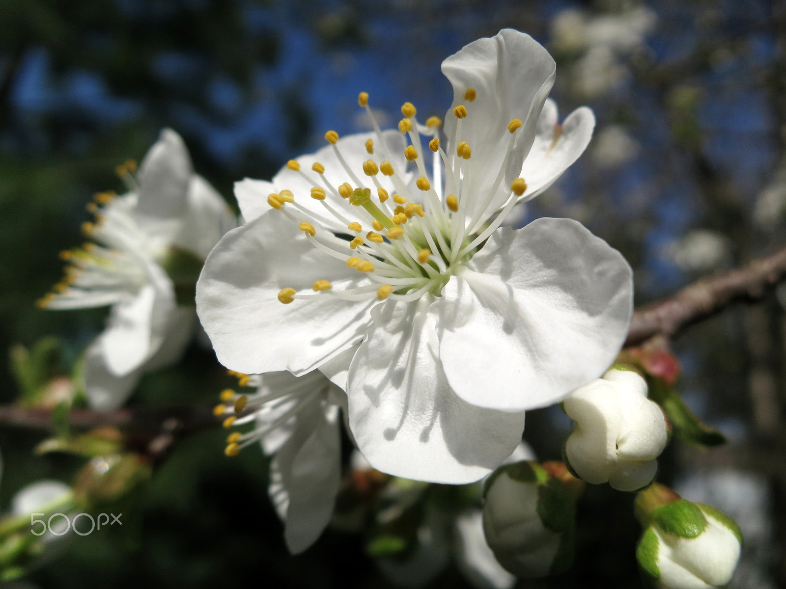 Canon PowerShot S100 sample photo. Cherry blossoms photography