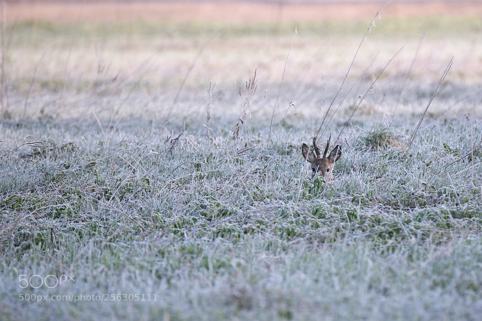 Nikon D750 sample photo. Stirna lot. capreolus capreolus photography