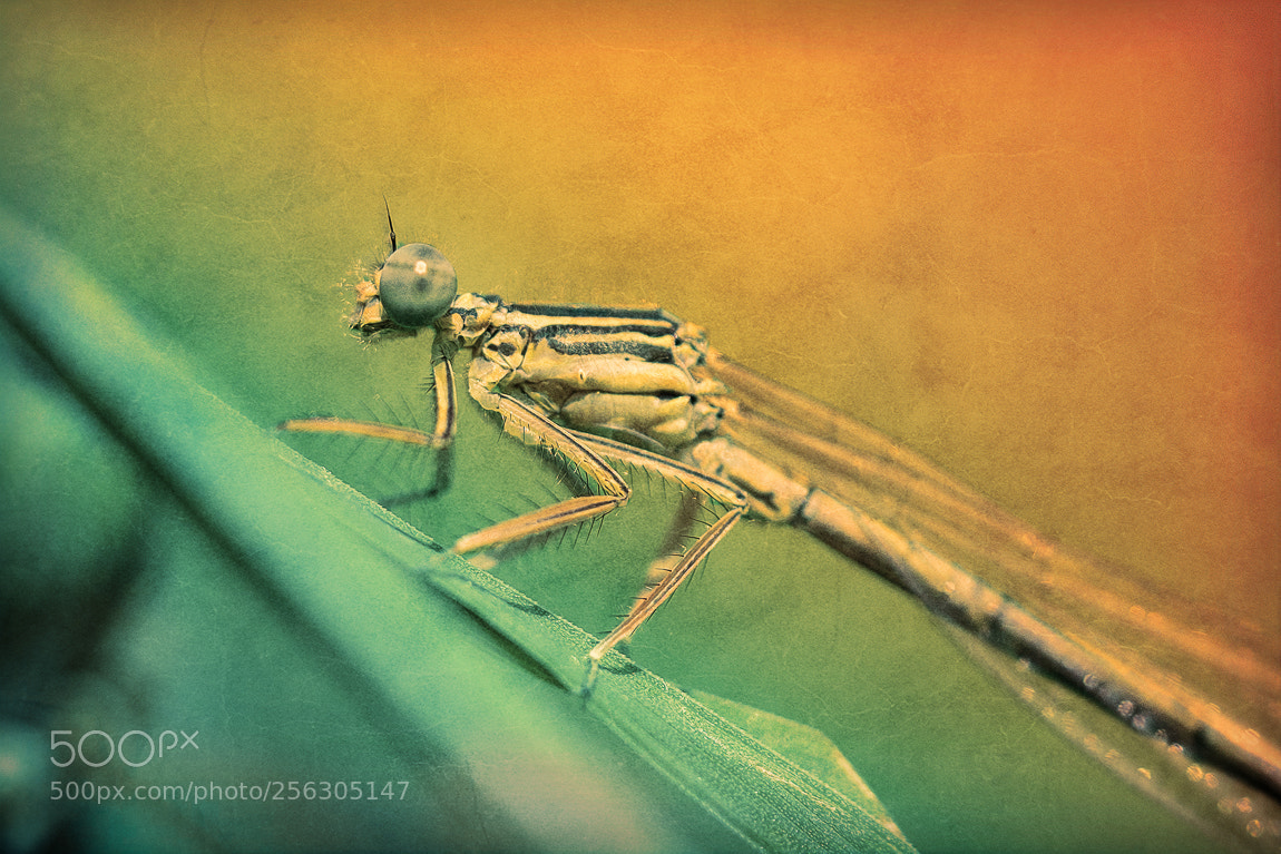 Olympus OM-D E-M5 II sample photo. Dragonfly in art photography