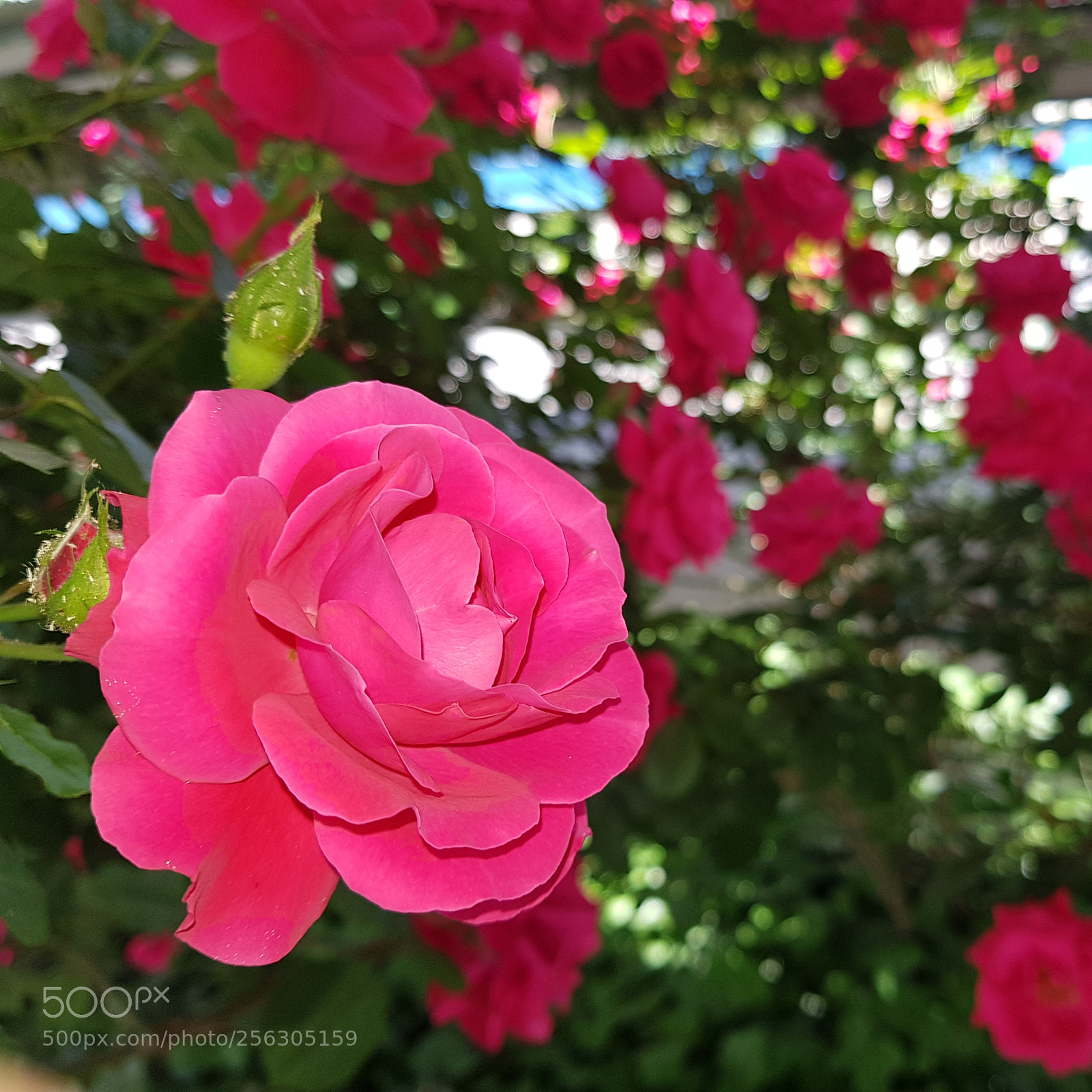Samsung Galaxy S8+ sample photo. My rose photography