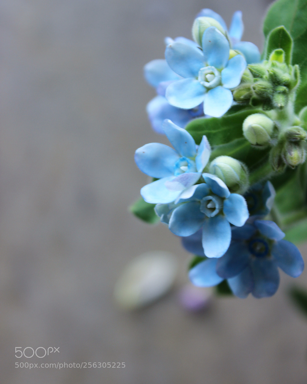 Canon EOS 600D (Rebel EOS T3i / EOS Kiss X5) sample photo. Tweedia

 photography