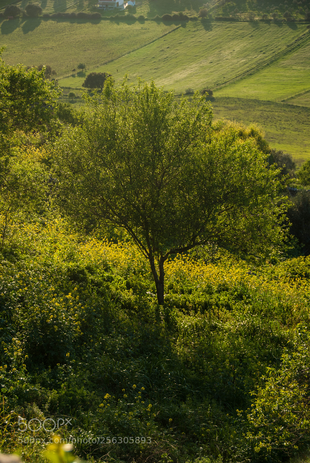 Nikon D60 sample photo. Springly green photography