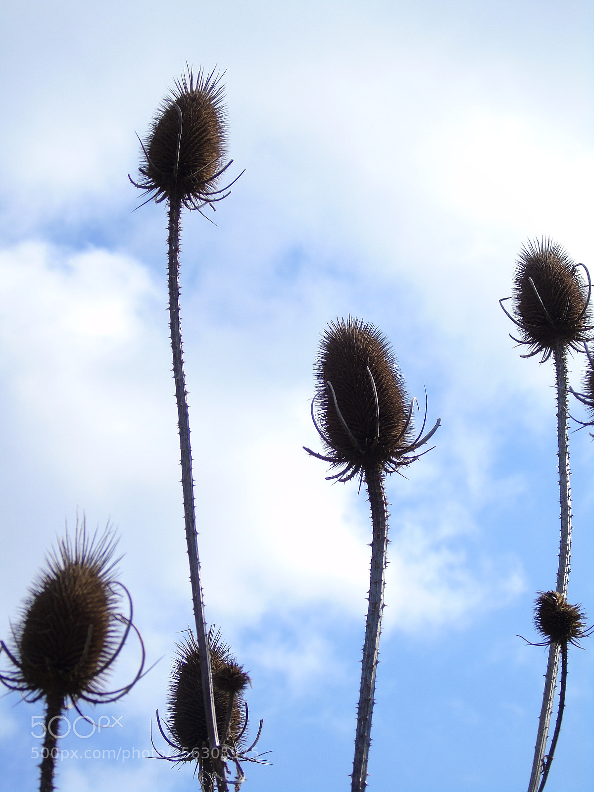 Sony Cyber-shot DSC-H400 sample photo. Teasel group against the photography