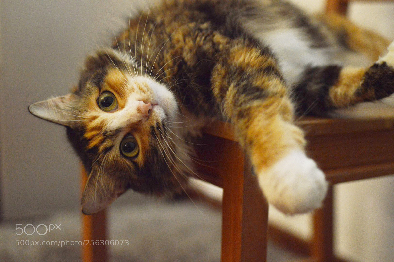 Nikon D3200 sample photo. Let's play games photography
