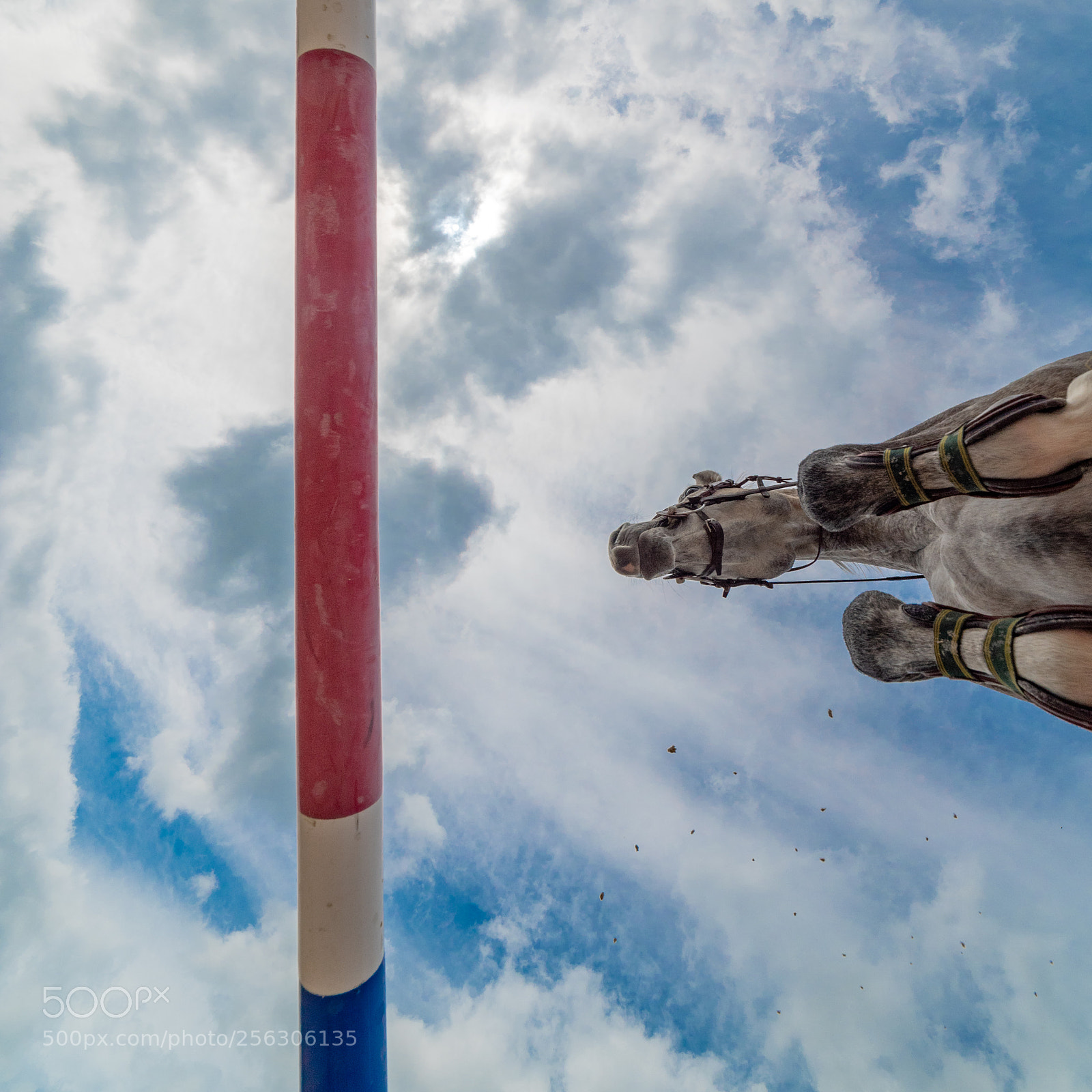 Nikon D750 sample photo. Z jump photography