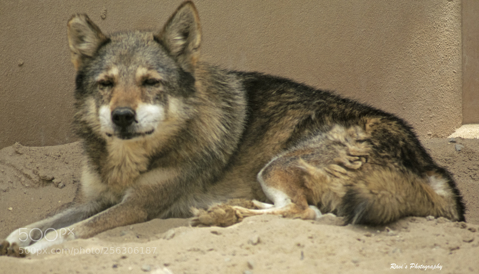 Nikon D5300 sample photo. The wolf photography