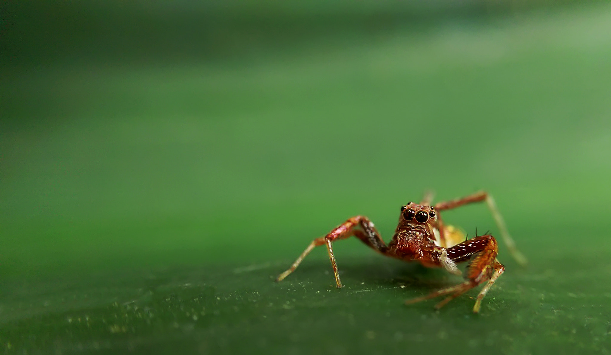 HTC ONE (M8) sample photo. Macro photography