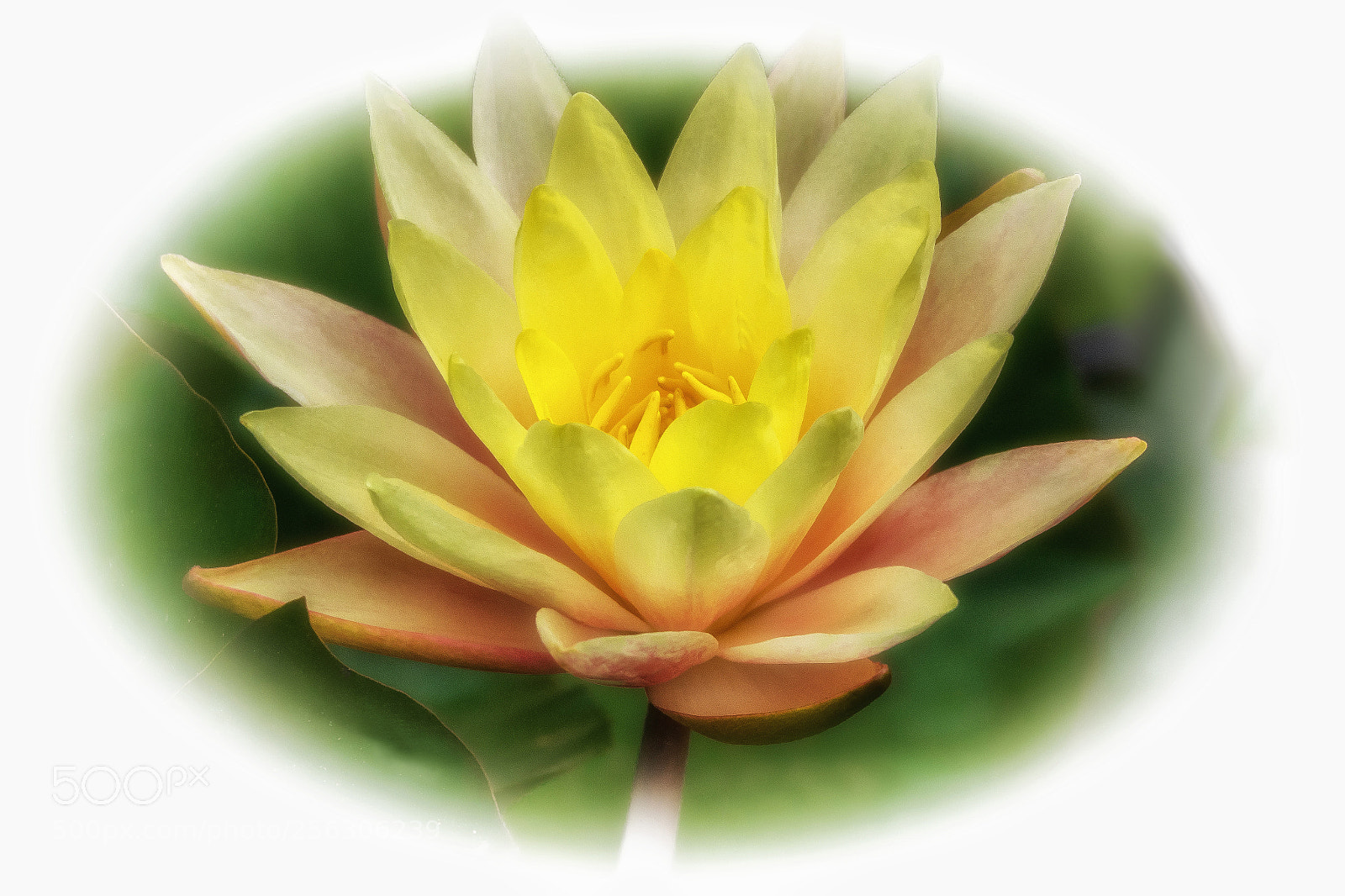 Olympus OM-D E-M1 sample photo. Yellow lotus photography