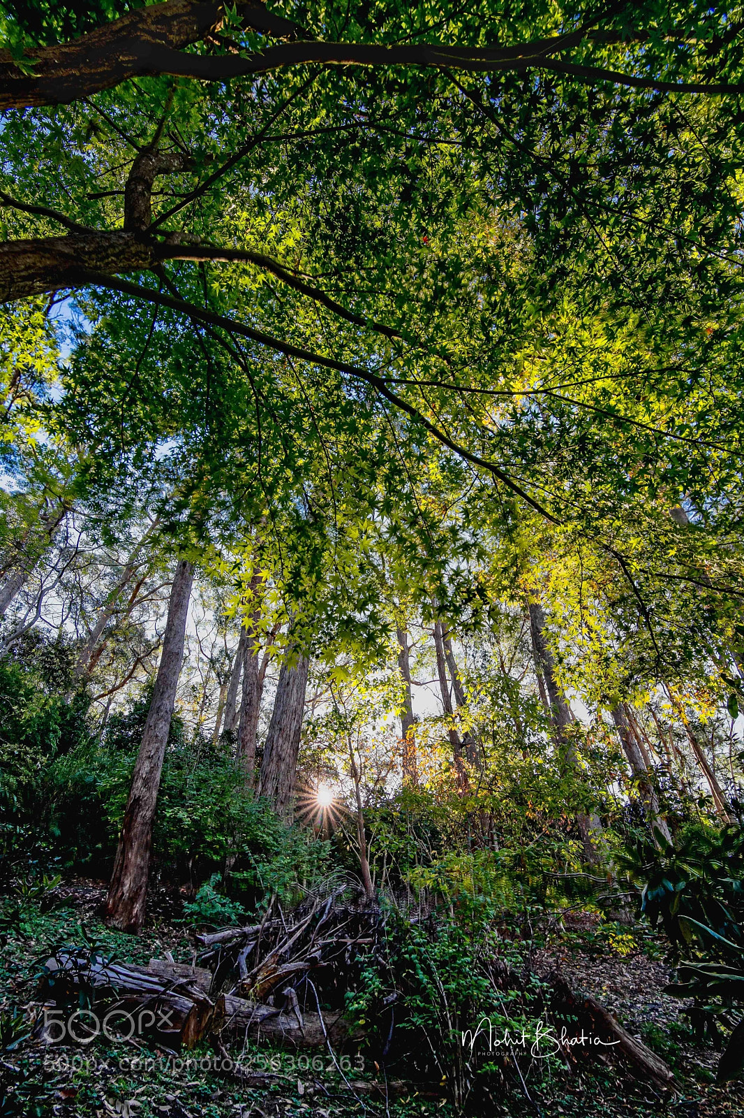 Nikon D5200 sample photo. Autumn greens photography