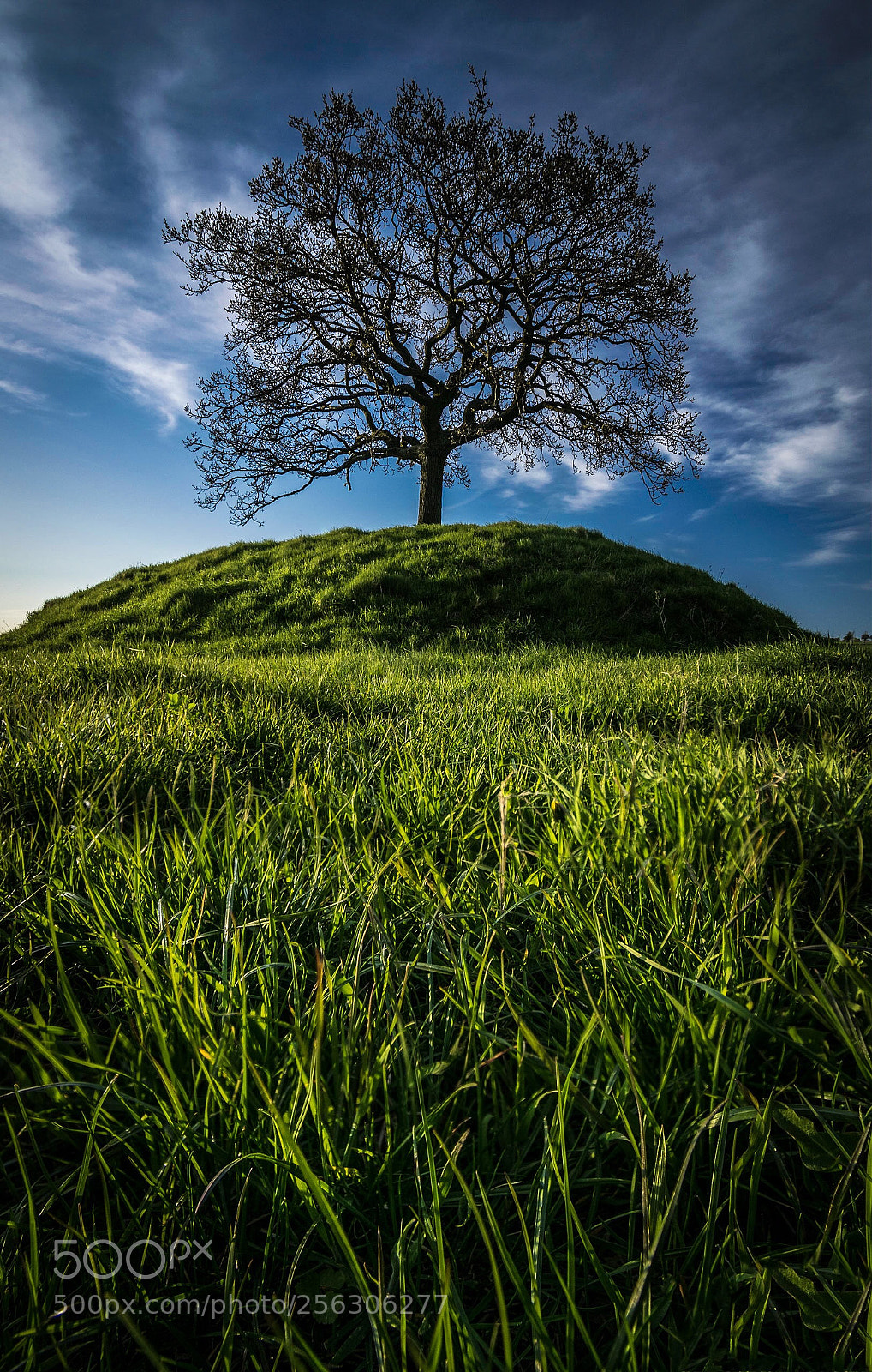Nikon D3300 sample photo. Tree of solitude photography