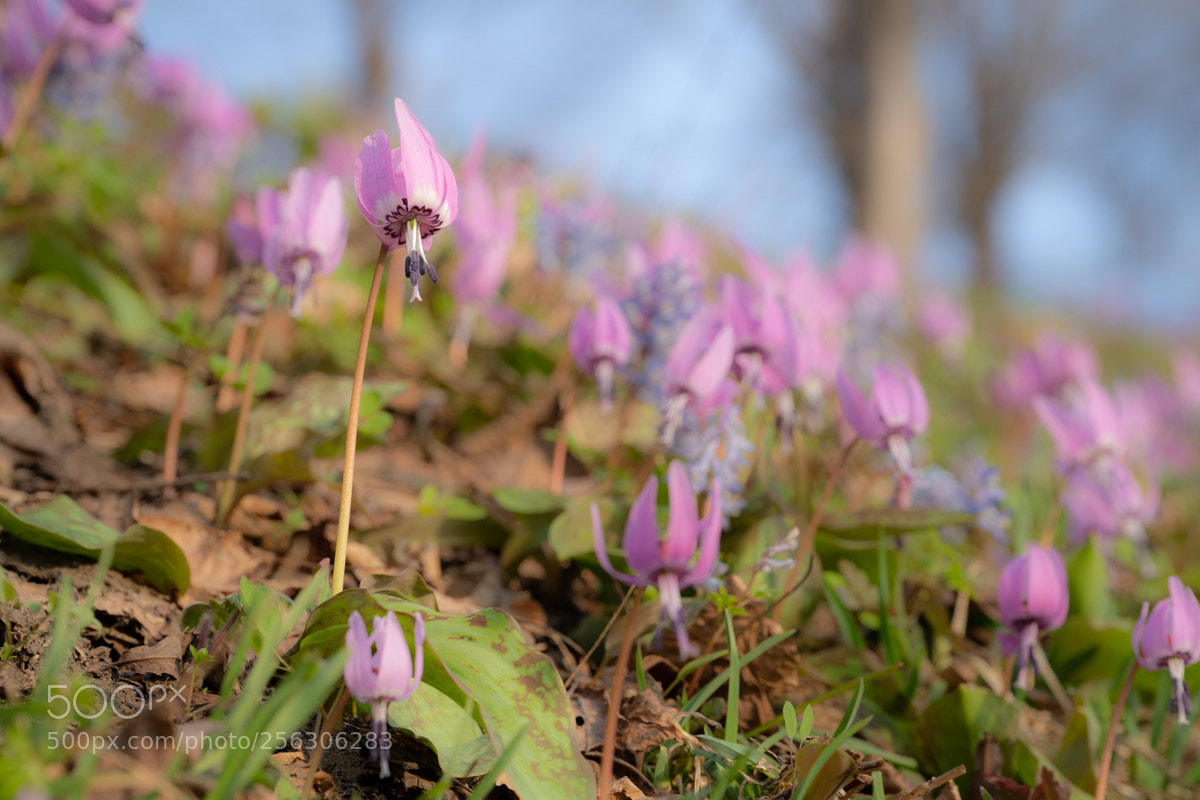 Sony a7 III sample photo. Katakuri photography