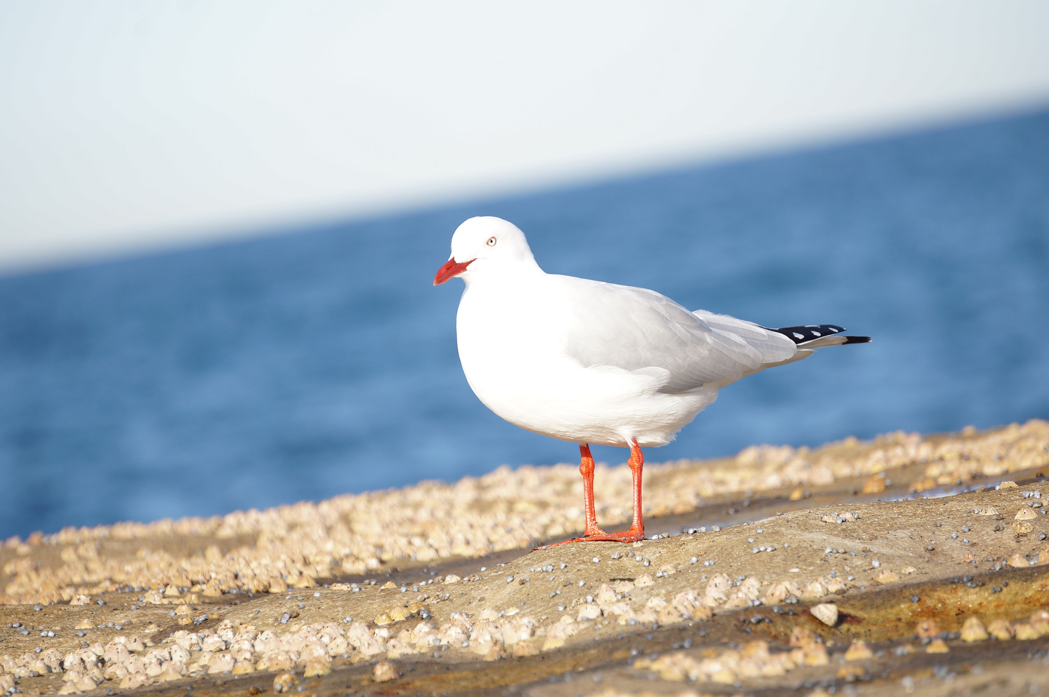 Sony E 55-210mm F4.5-6.3 OSS sample photo. Sea eagle photography