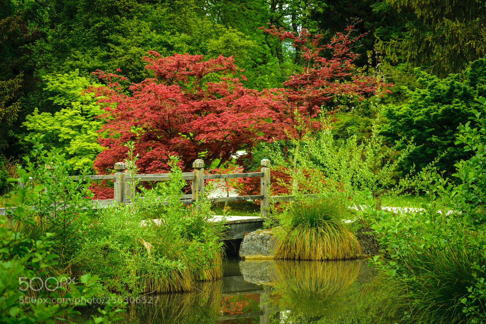 Nikon D5300 sample photo. Surrounded by green photography
