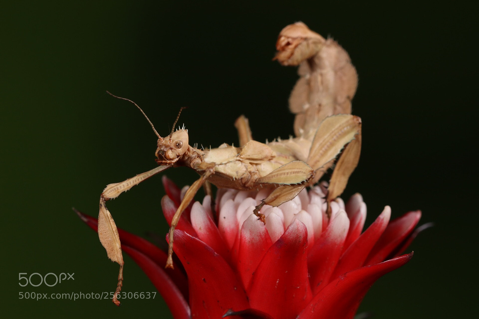 Canon EOS 80D sample photo. Macro stick insect  photography