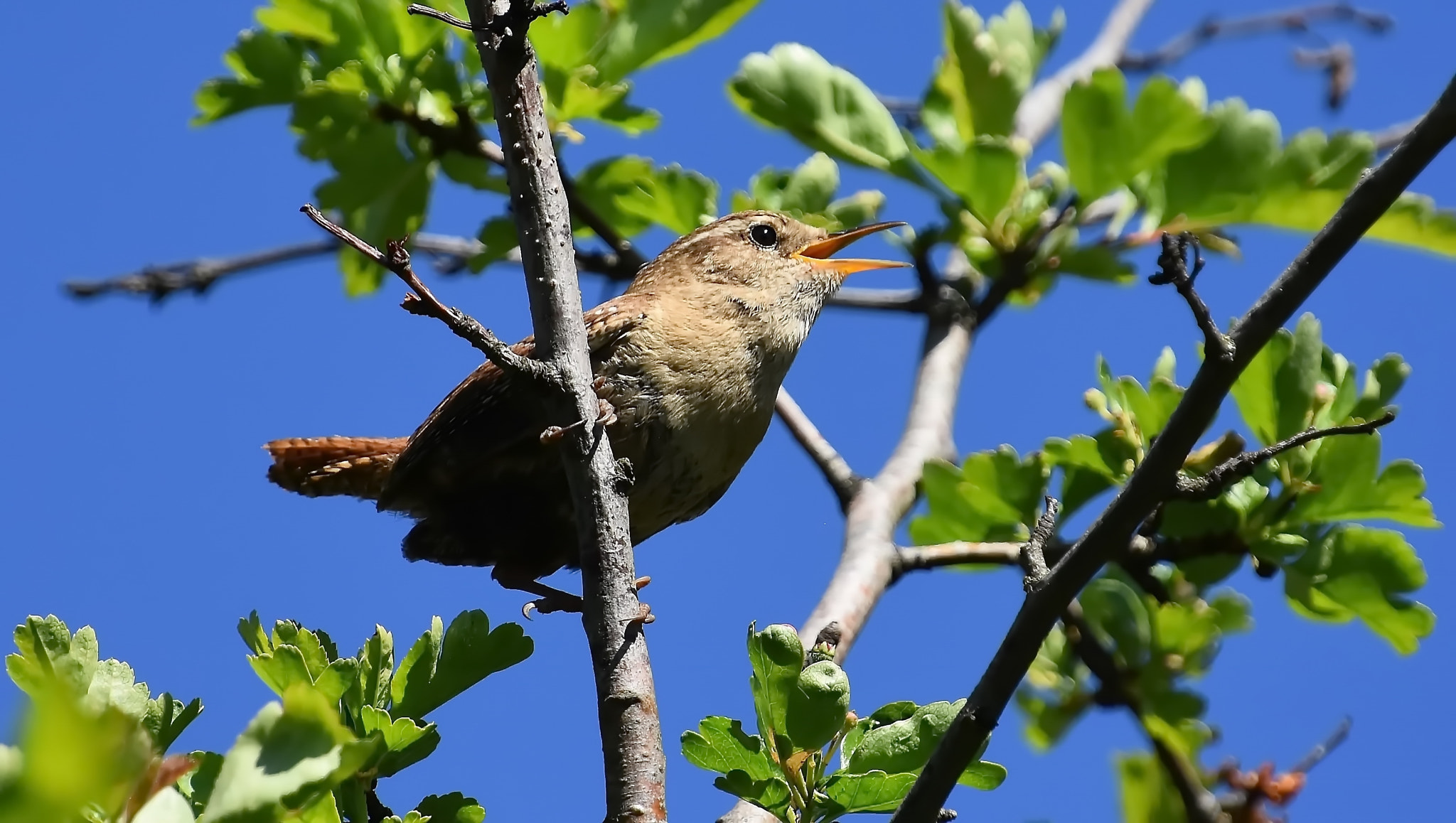 Nikon D7200 sample photo. Wren in love... photography