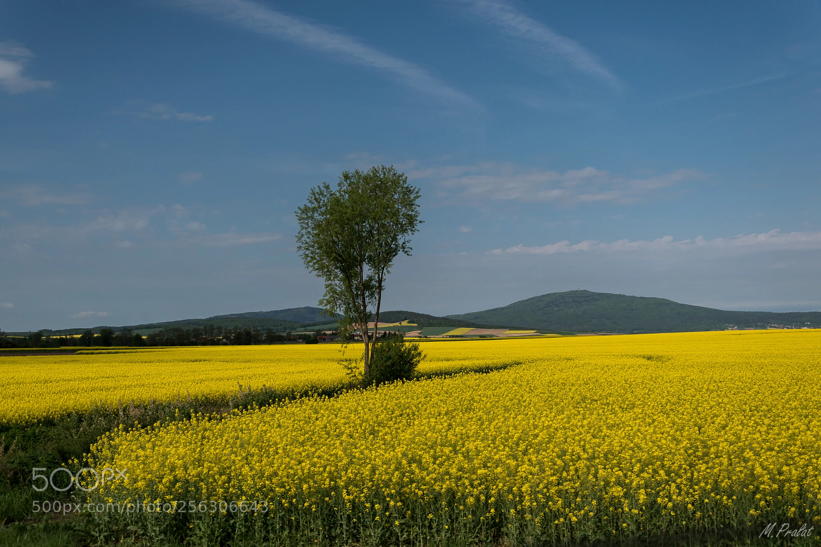Nikon D5600 sample photo. Rape fields photography