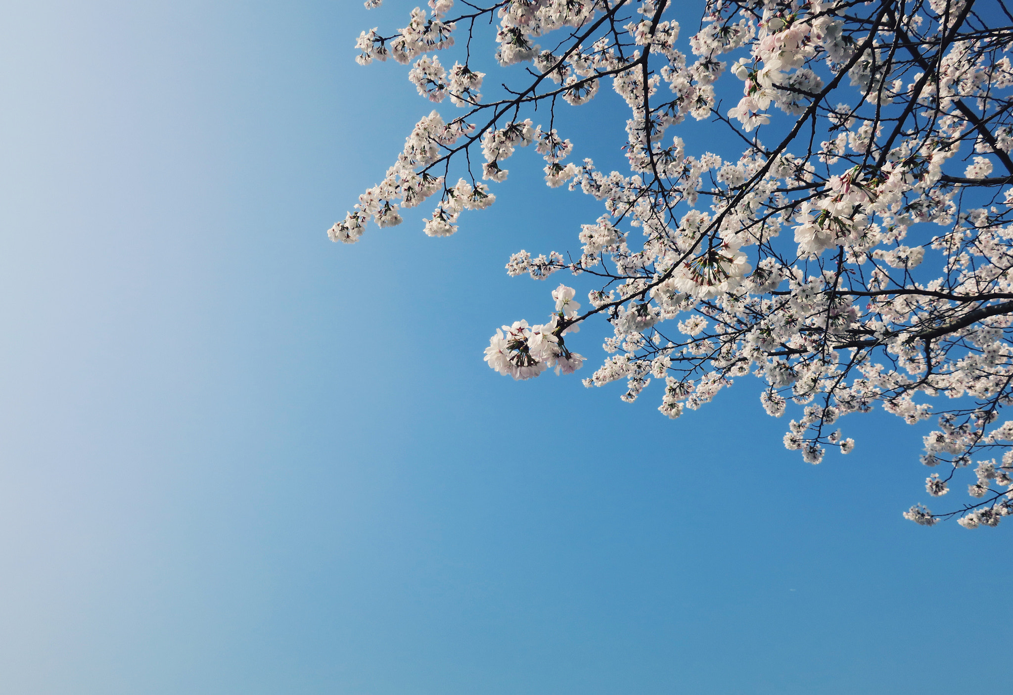 Canon PowerShot G9 X sample photo. Sakura under the sky photography