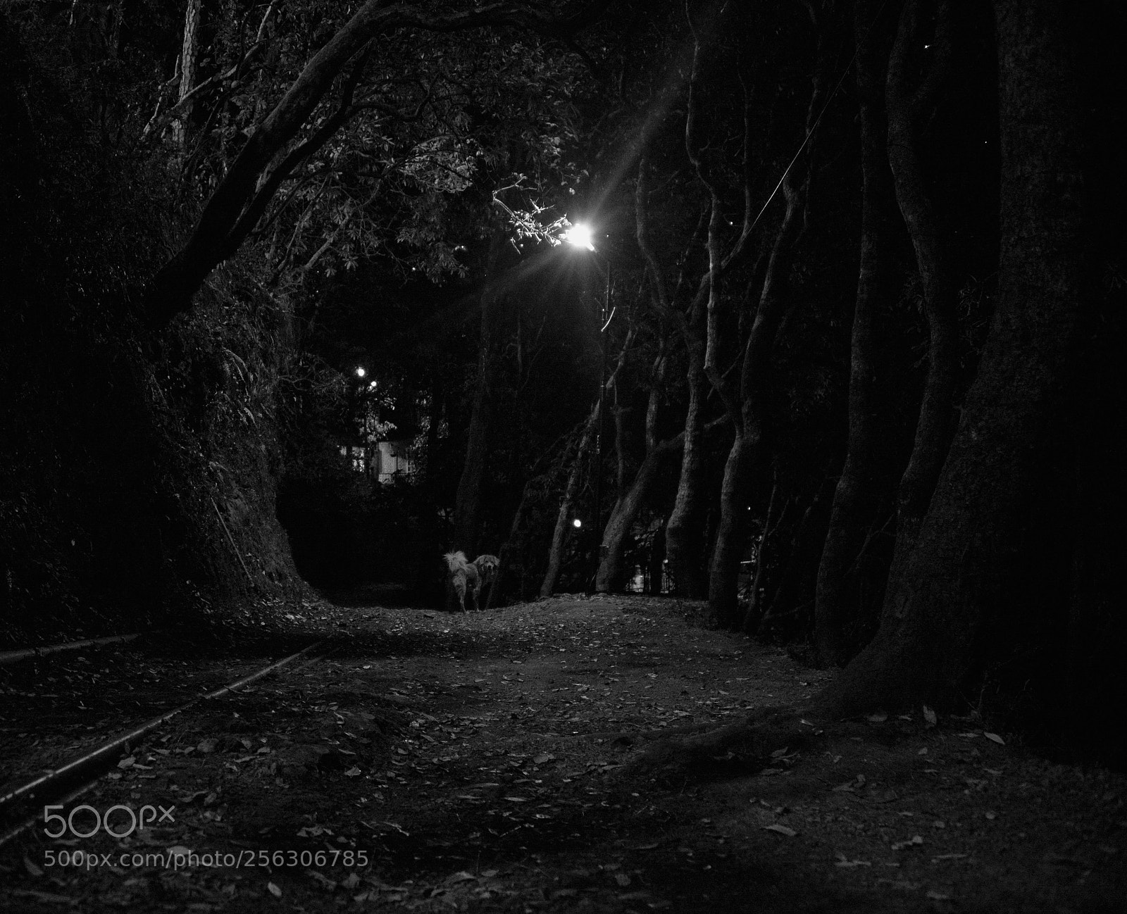 Nikon D610 sample photo. Night walk photography