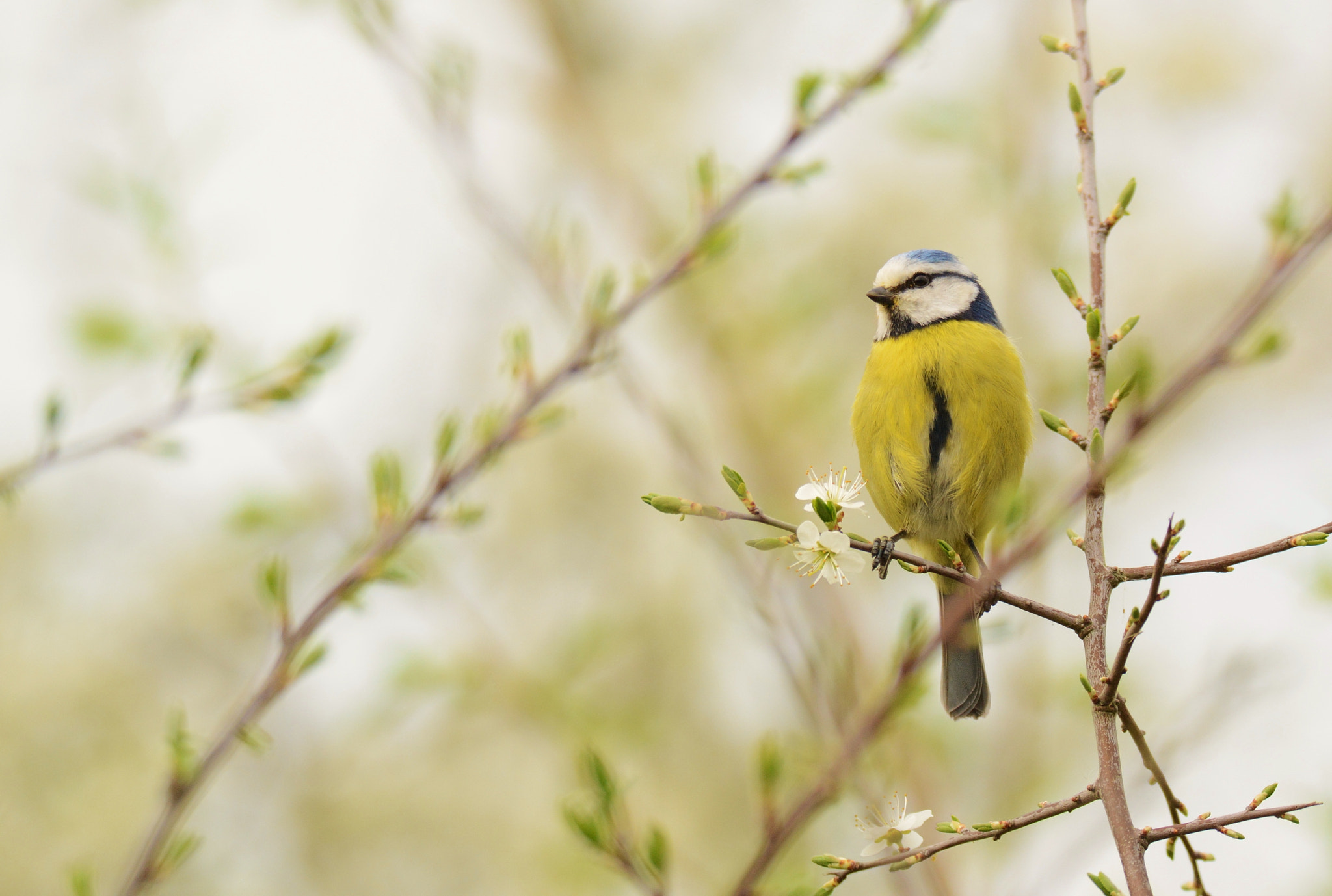Nikon D7100 sample photo. Distant stare photography