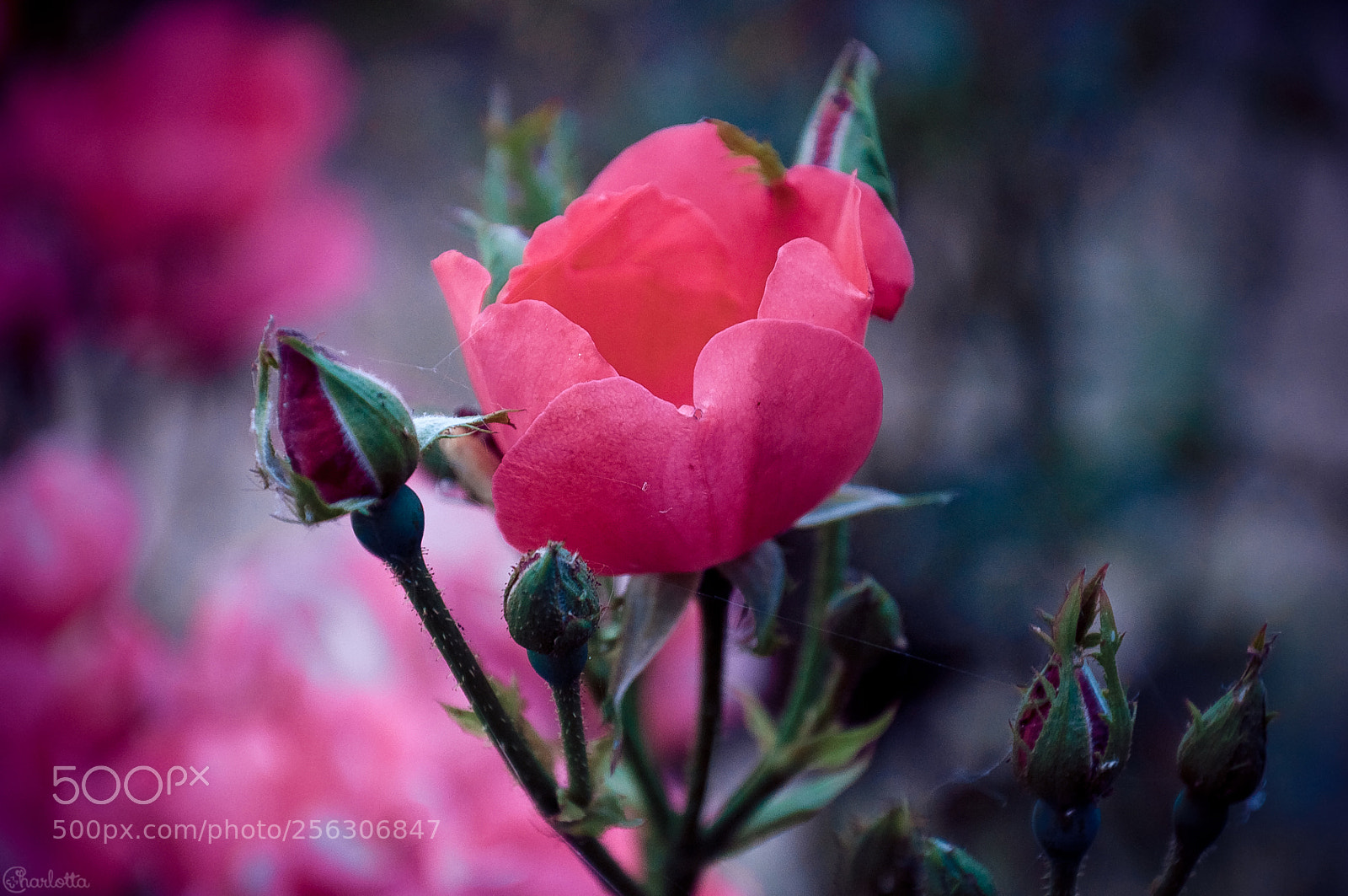Nikon D90 sample photo. Rose photography