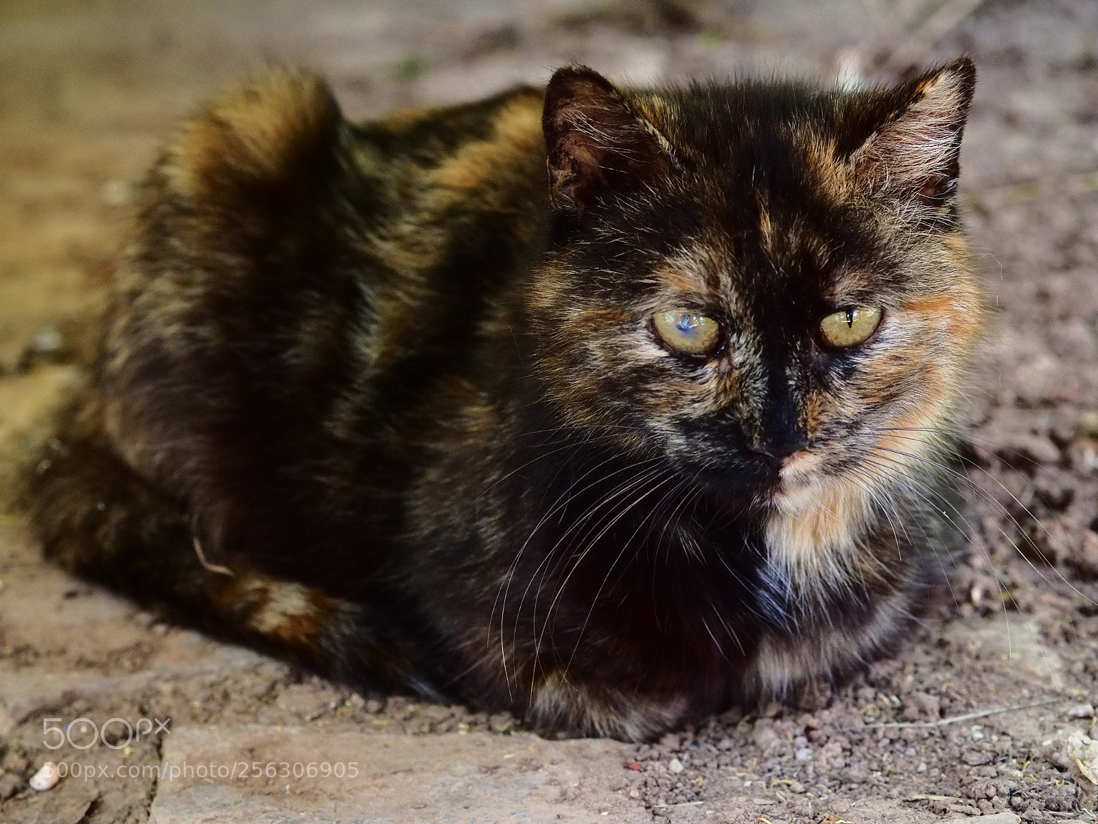 Olympus OM-D E-M10 II sample photo. Absolutely piebald photography