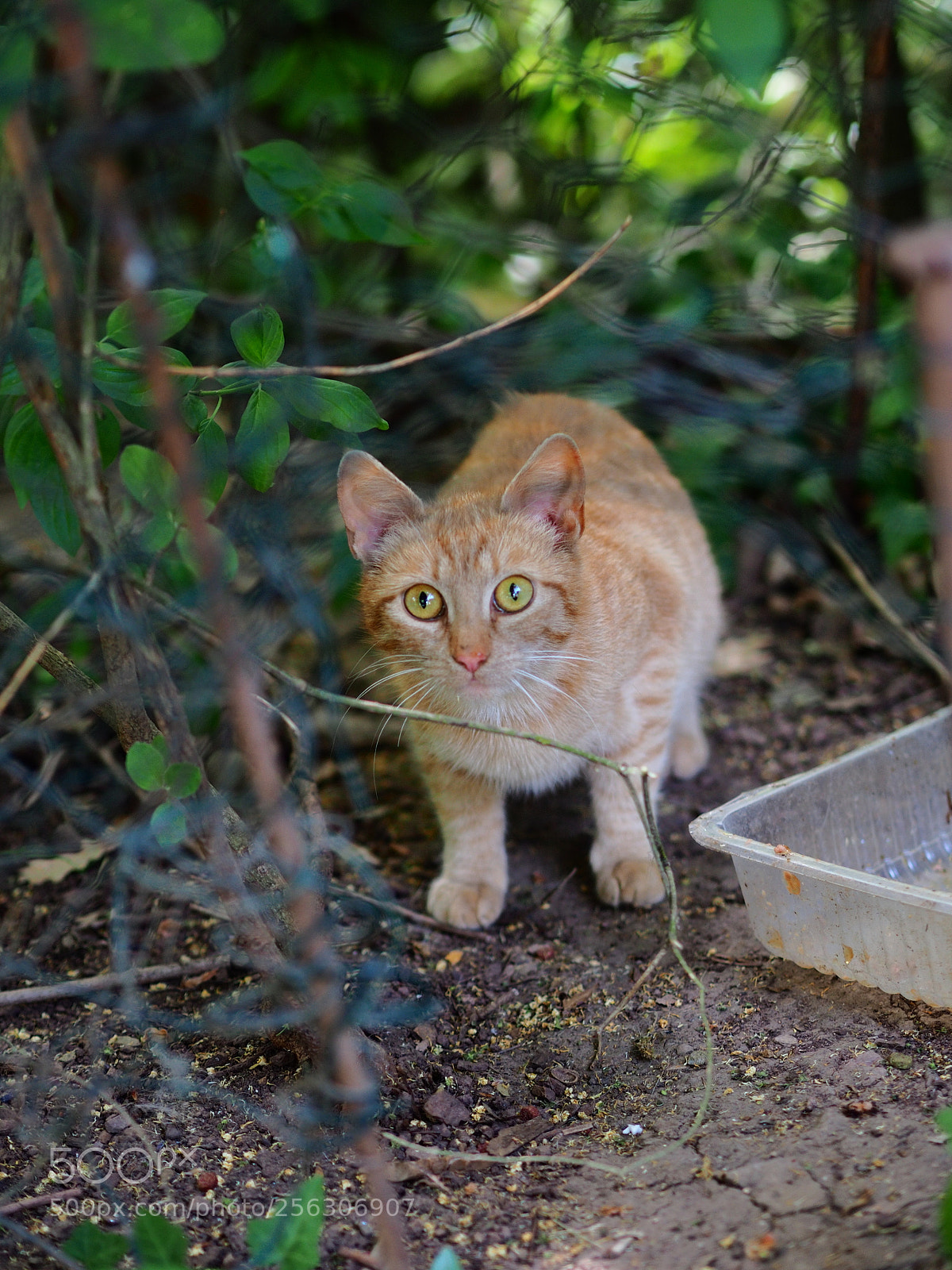 Olympus OM-D E-M10 II sample photo. Ginger photography