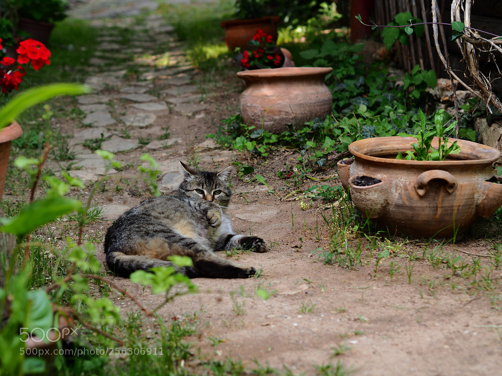 Olympus OM-D E-M10 II sample photo. Lulu photography