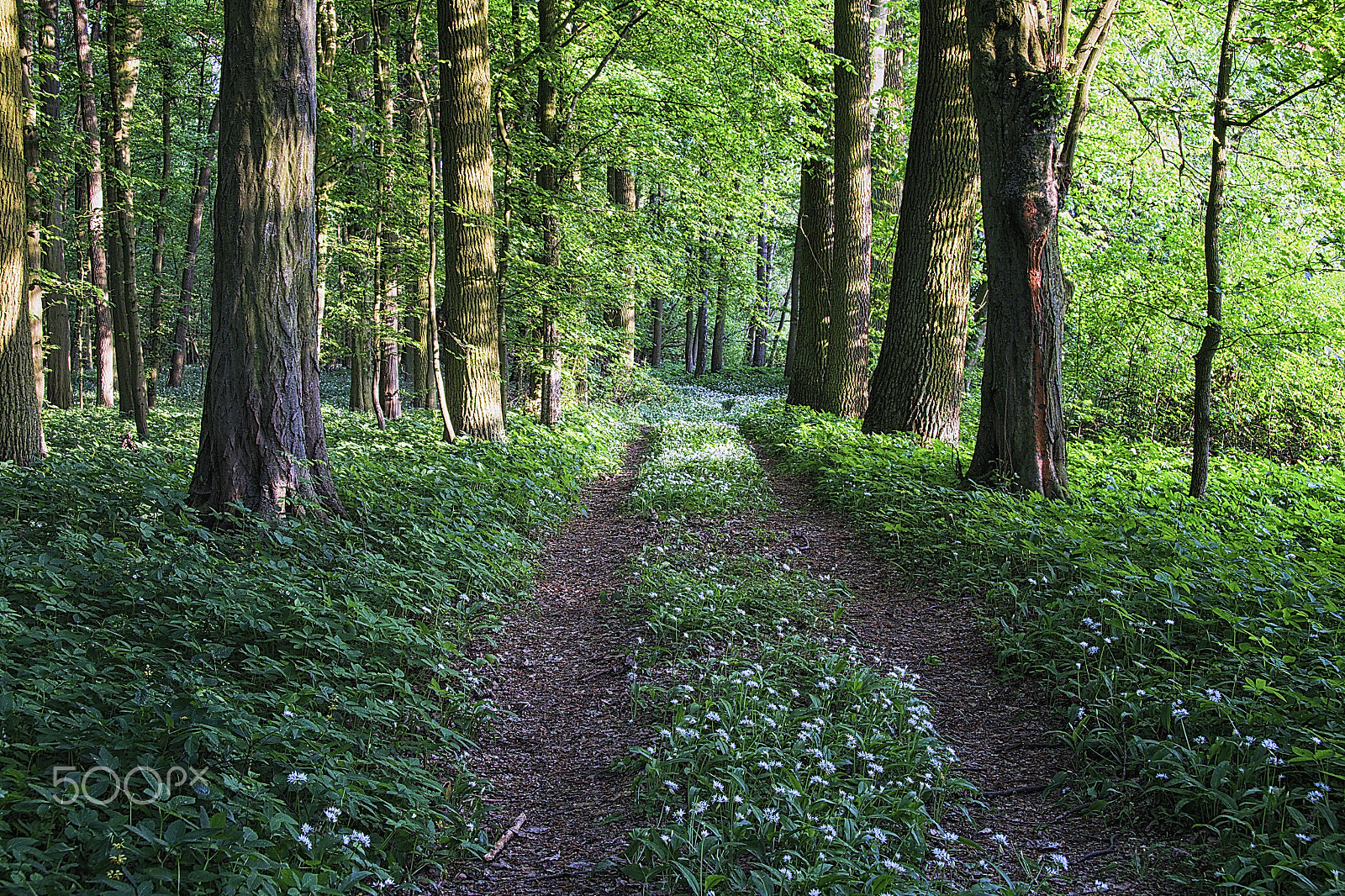 Canon EOS 70D + Canon EF-S 17-85mm F4-5.6 IS USM sample photo. The forest path photography