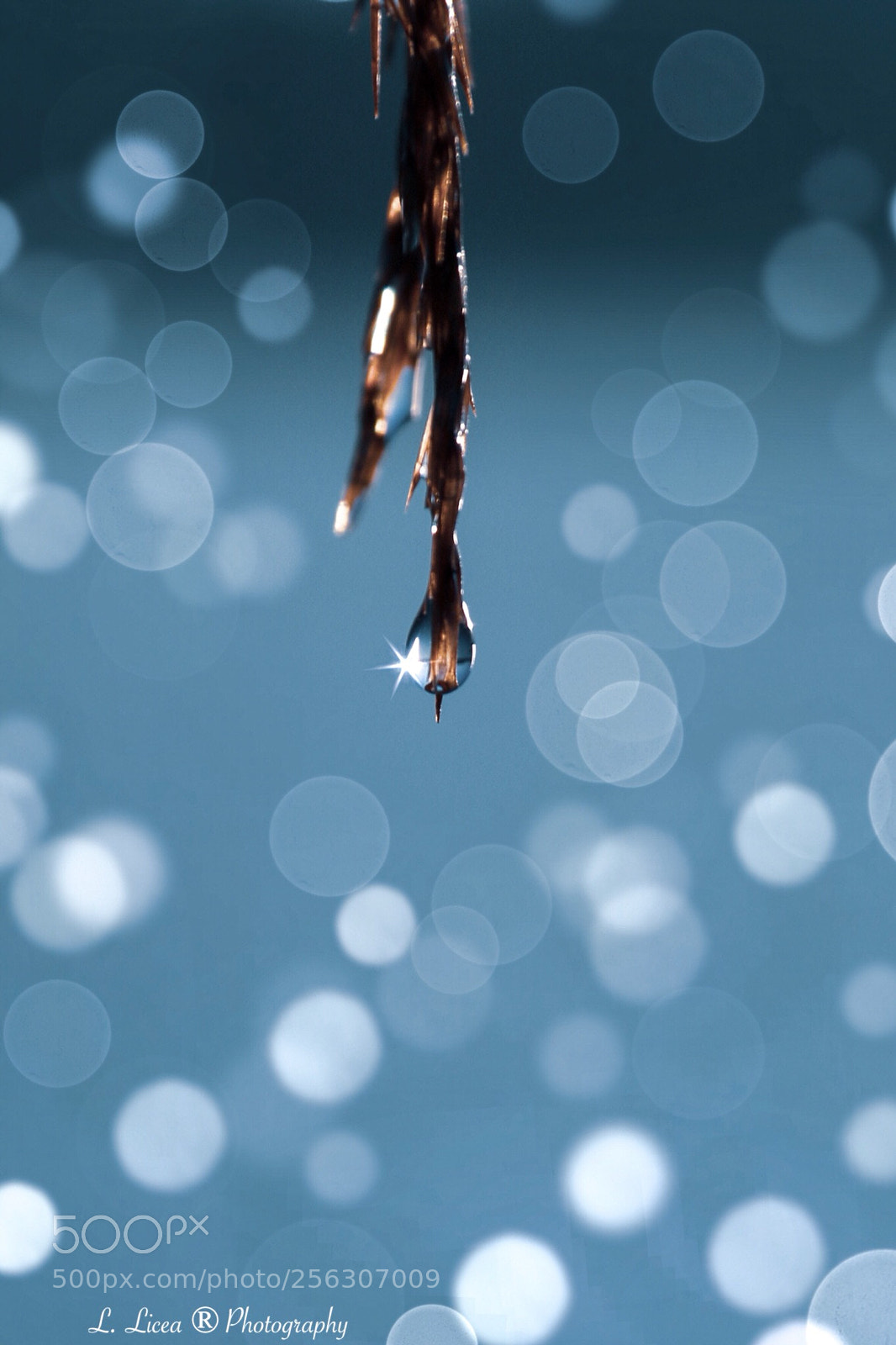 Canon EOS 6D Mark II sample photo. Caress of light 52 photography