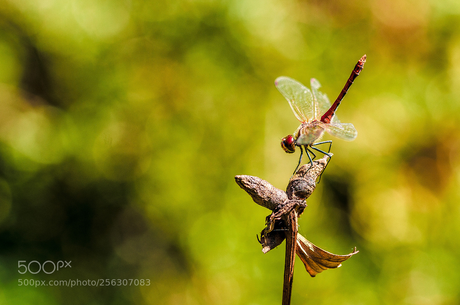 Nikon D90 sample photo. Dragonfly photography