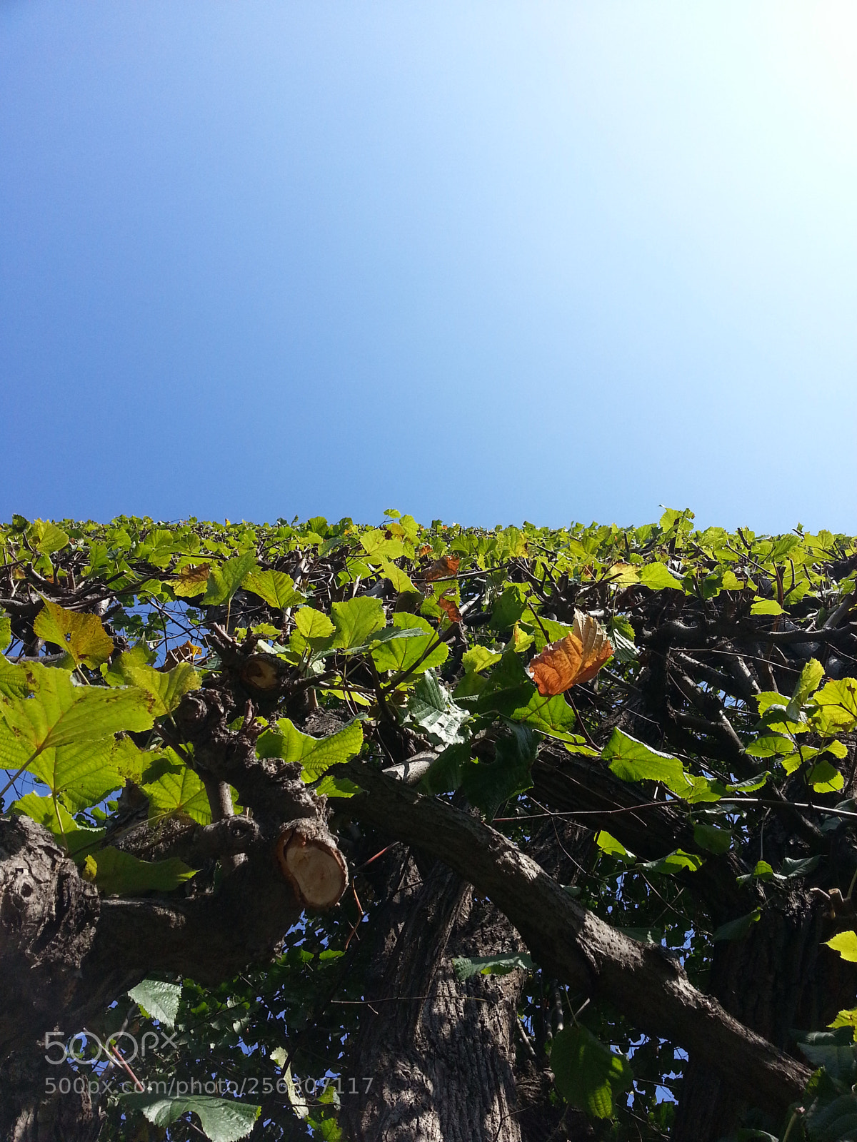 Samsung Galaxy S3 sample photo. Nature line photography