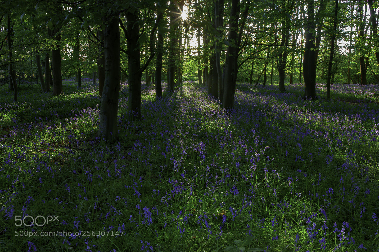 Canon EOS 5D Mark II sample photo. Bluebells in oxey woods photography
