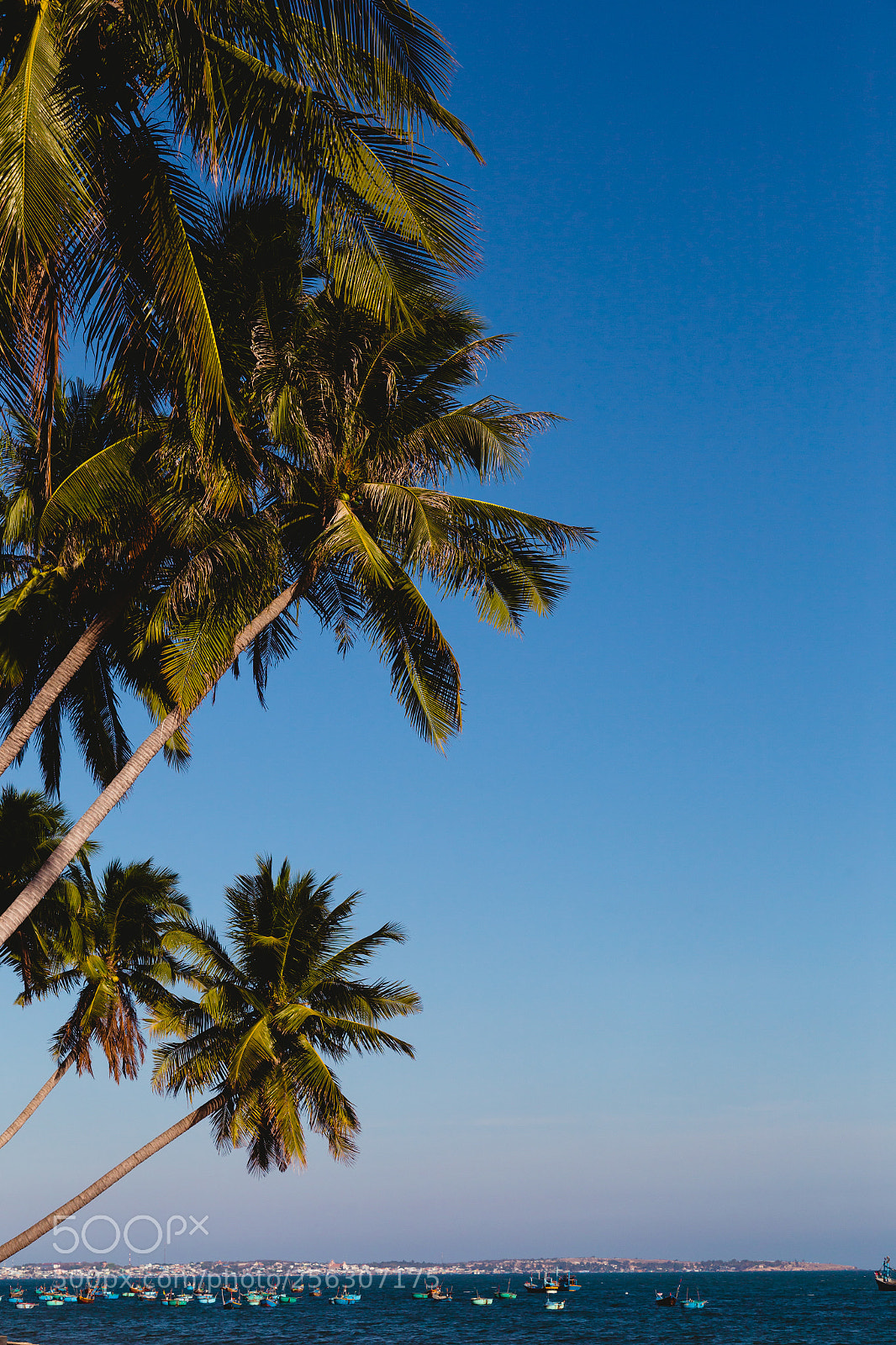 Canon EOS 6D sample photo. Coconut trees stretch into photography