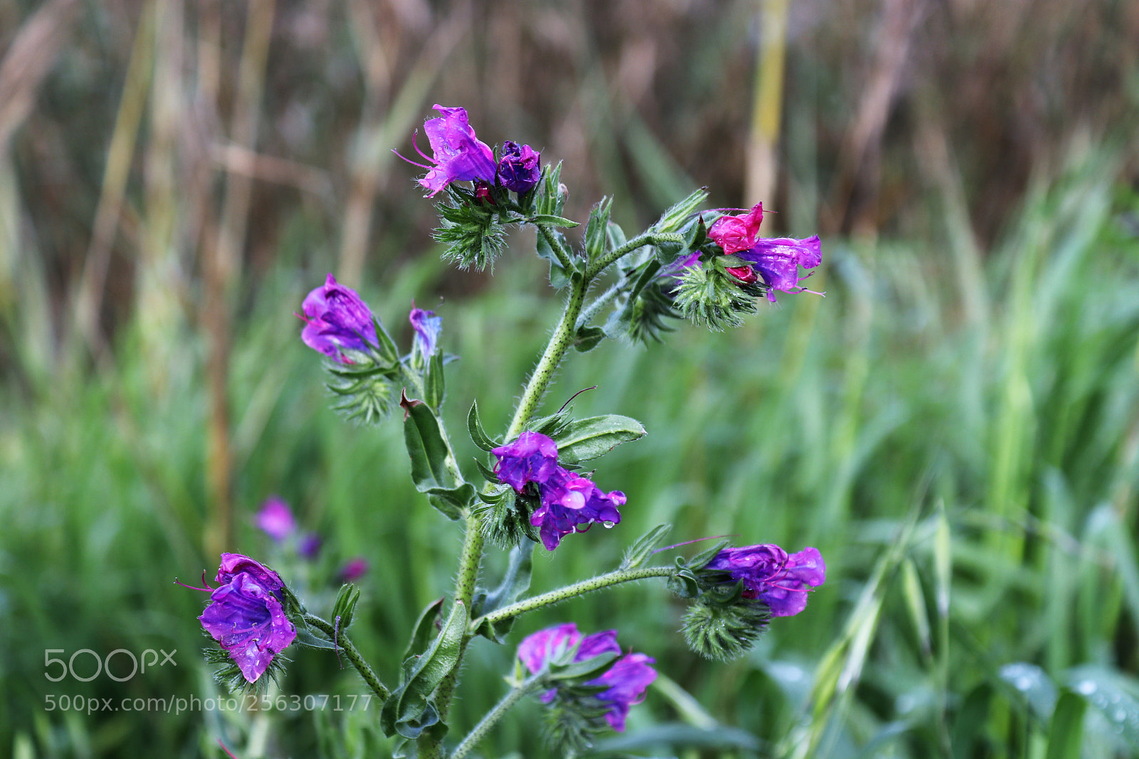 Canon EOS 200D (EOS Rebel SL2 / EOS Kiss X9) sample photo. Wildflowers photography