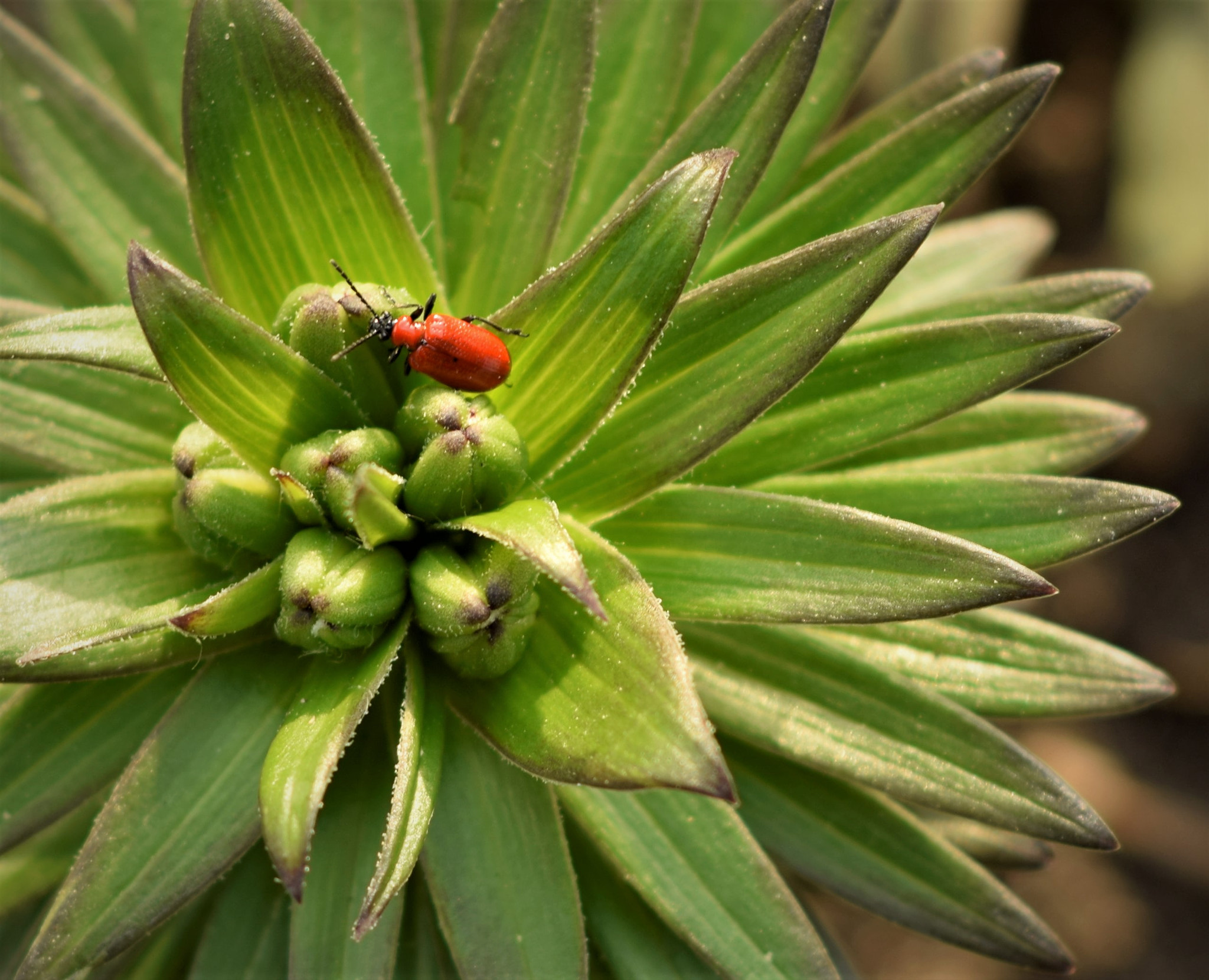 Nikon D3300 + Nikon AF Nikkor 50mm F1.8D sample photo. Red bug photography