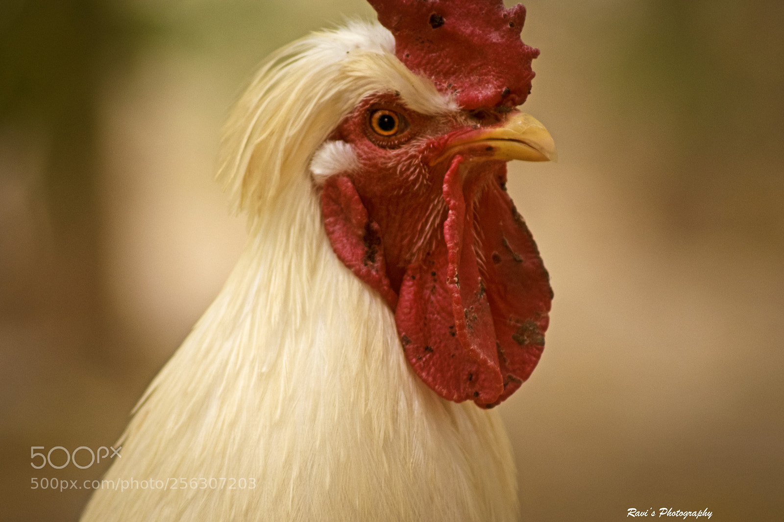 Nikon D5300 sample photo. Angry bird photography