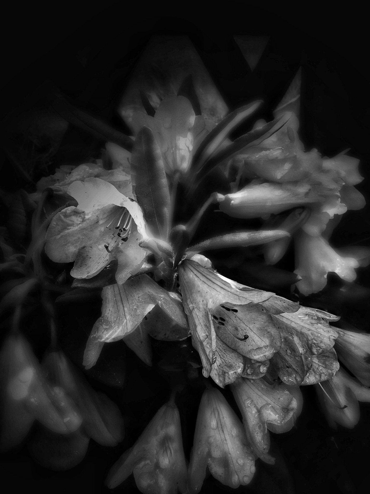Apple iPad Air 2 sample photo. Flowers in our garden plants  photography