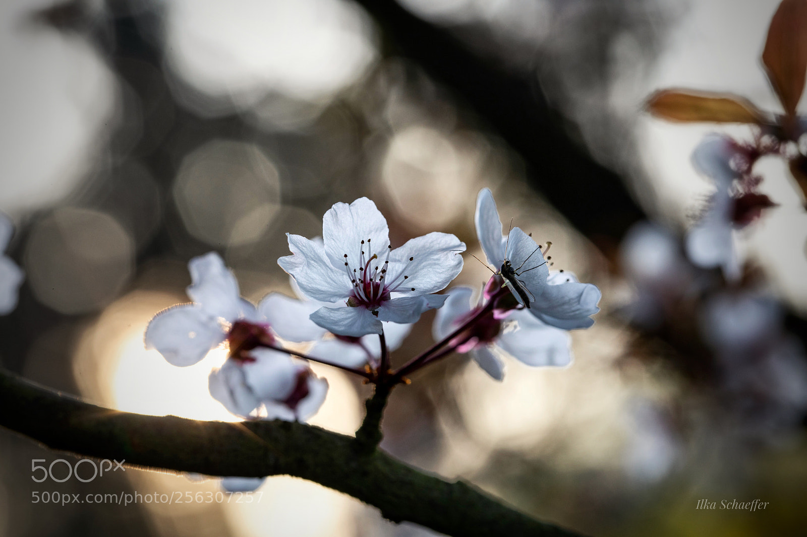 Canon EOS 5D Mark IV sample photo. Frühlingstraum photography
