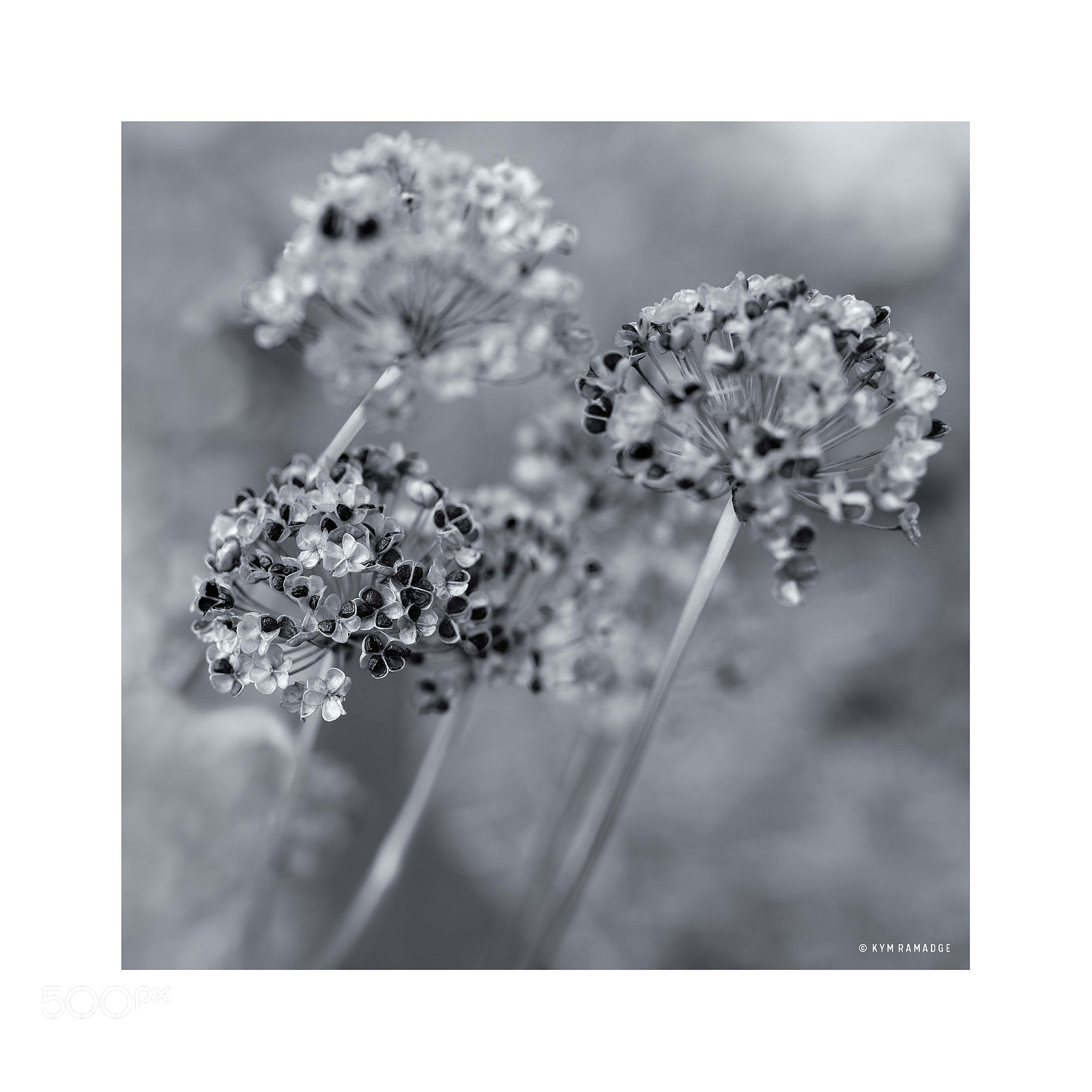 Nikon D750 sample photo. Autumn series iv : seeds photography