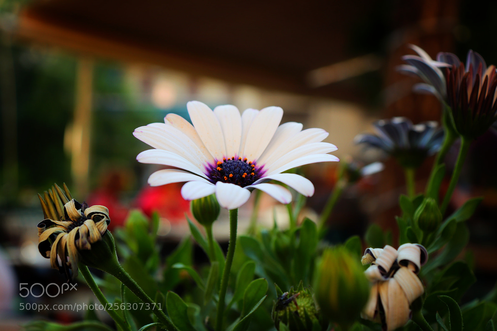 Canon EOS 200D (EOS Rebel SL2 / EOS Kiss X9) sample photo. Morning flower photography