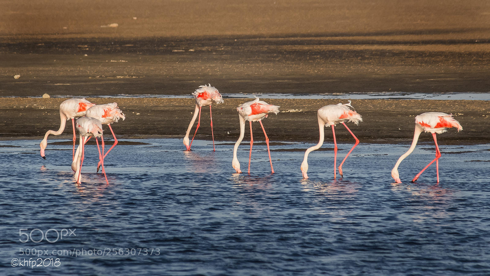 Canon EOS 650D (EOS Rebel T4i / EOS Kiss X6i) sample photo. Seven flamingos photography