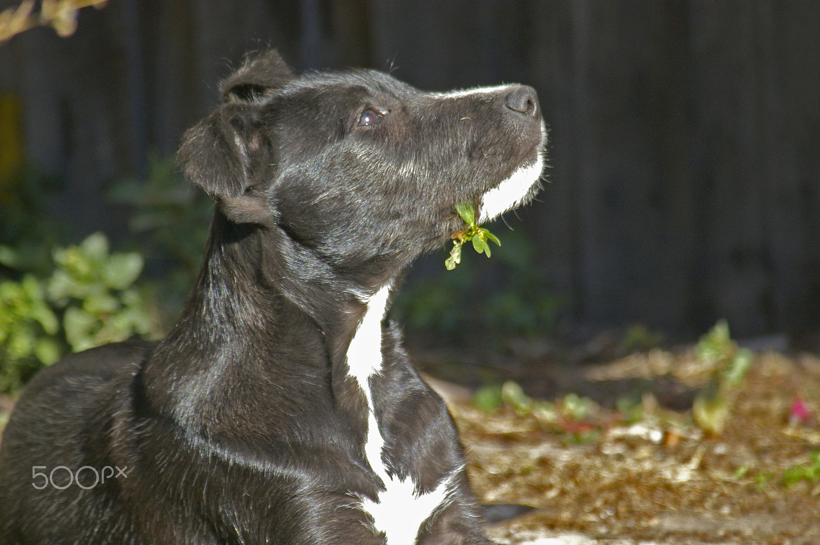 Pentax K100D sample photo. Boofhead photography