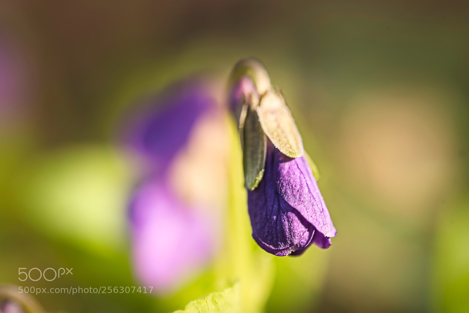 Nikon D750 sample photo. Spring 6 photography