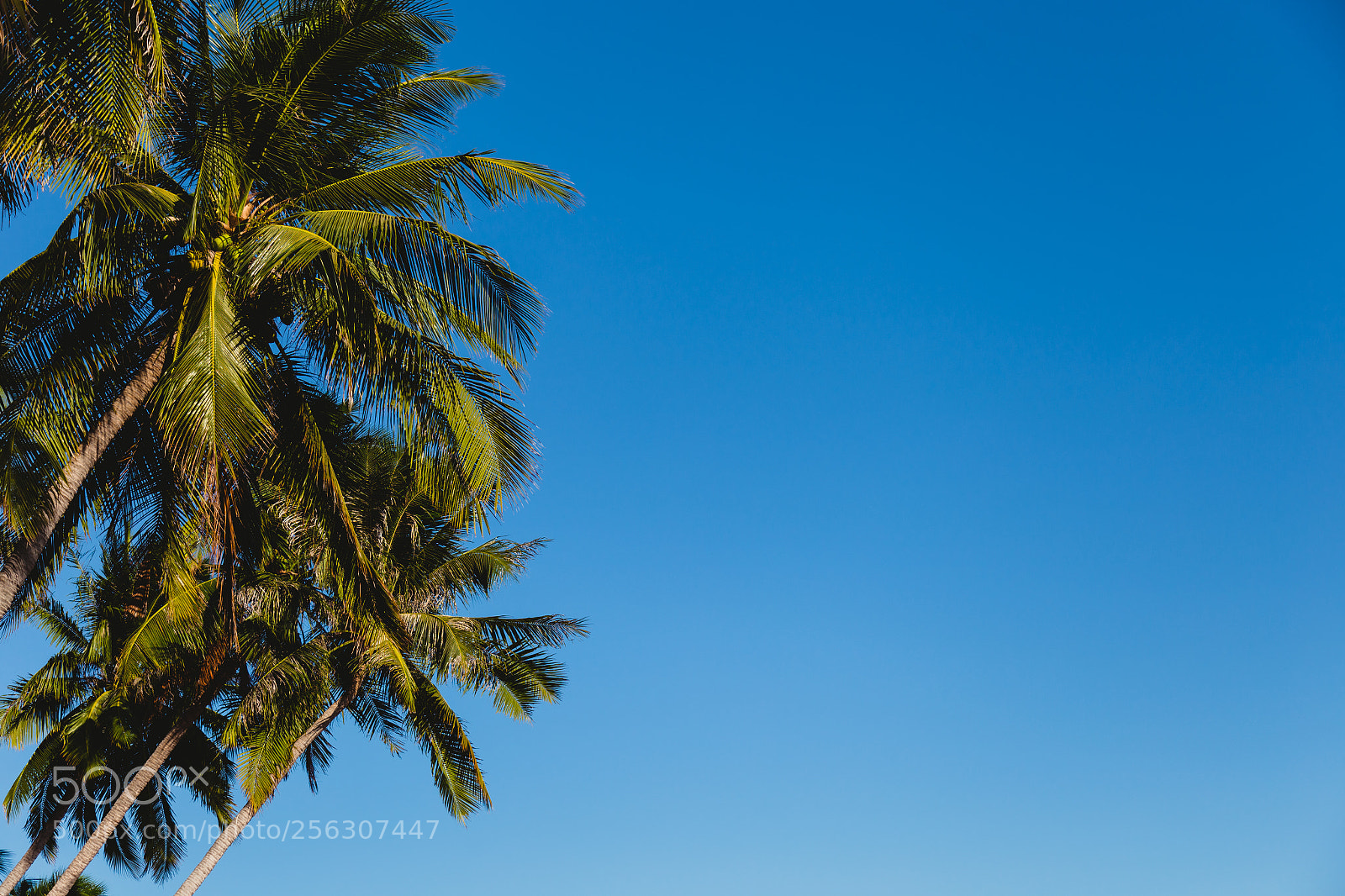 Canon EOS 6D sample photo. Coconut trees stretch into photography
