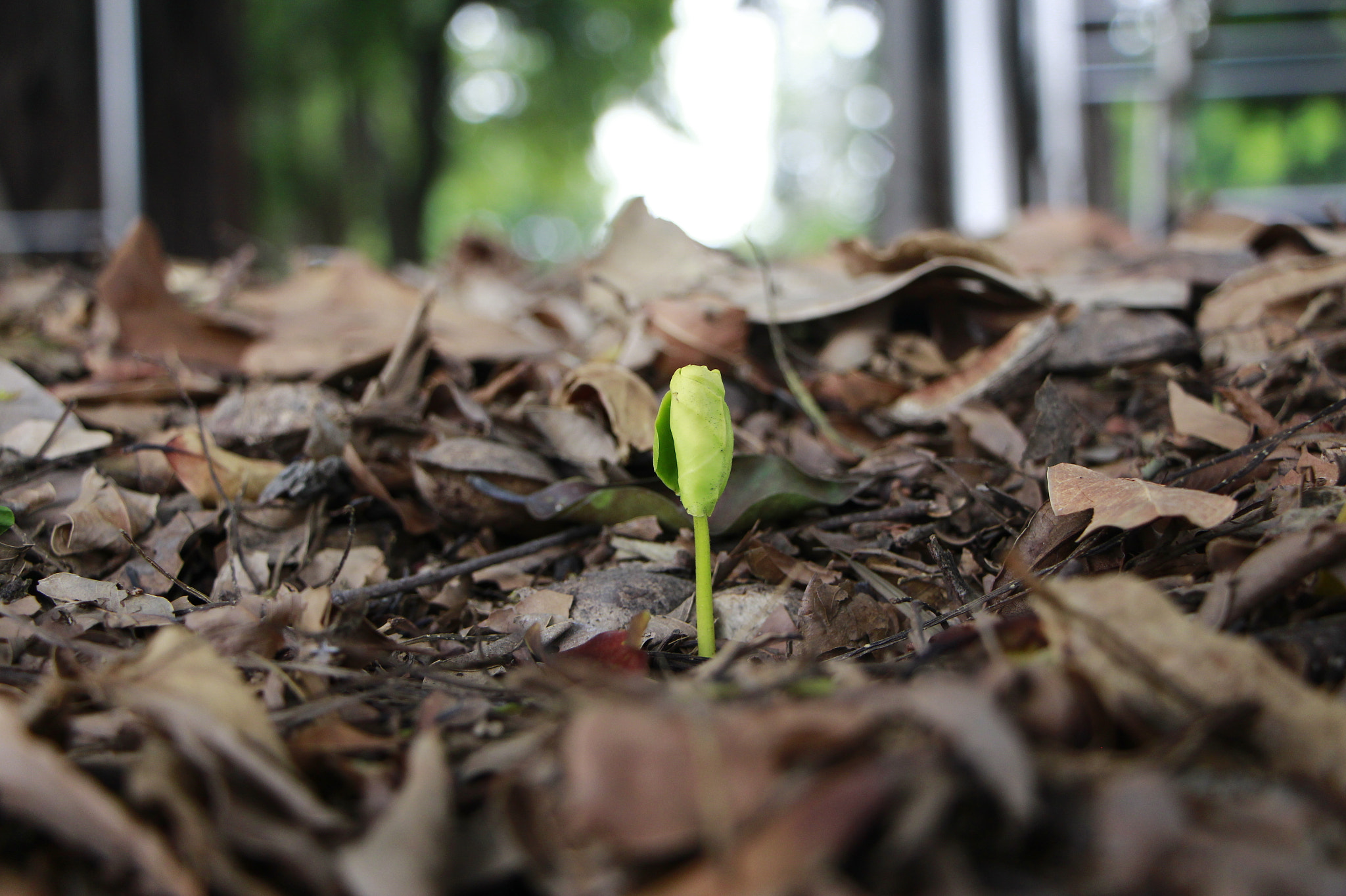 Canon EOS 650D (EOS Rebel T4i / EOS Kiss X6i) sample photo. Strong vitality photography