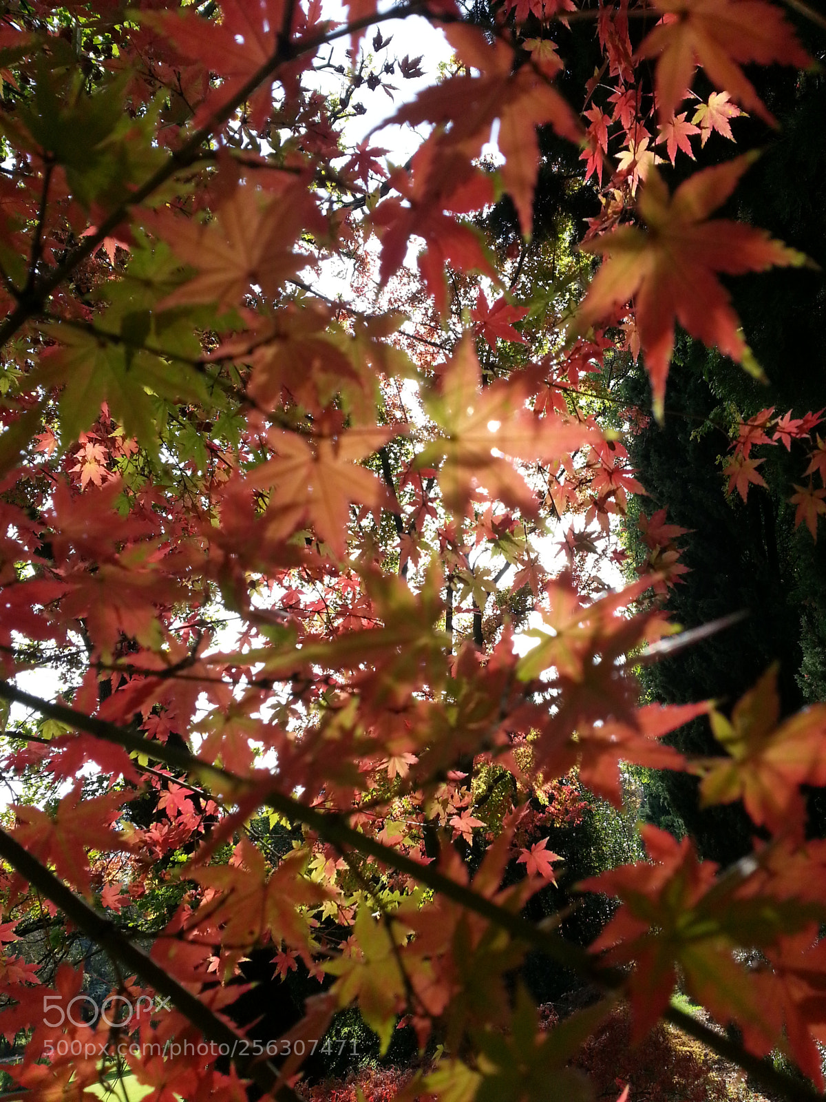 Samsung Galaxy S3 sample photo. Inside photography