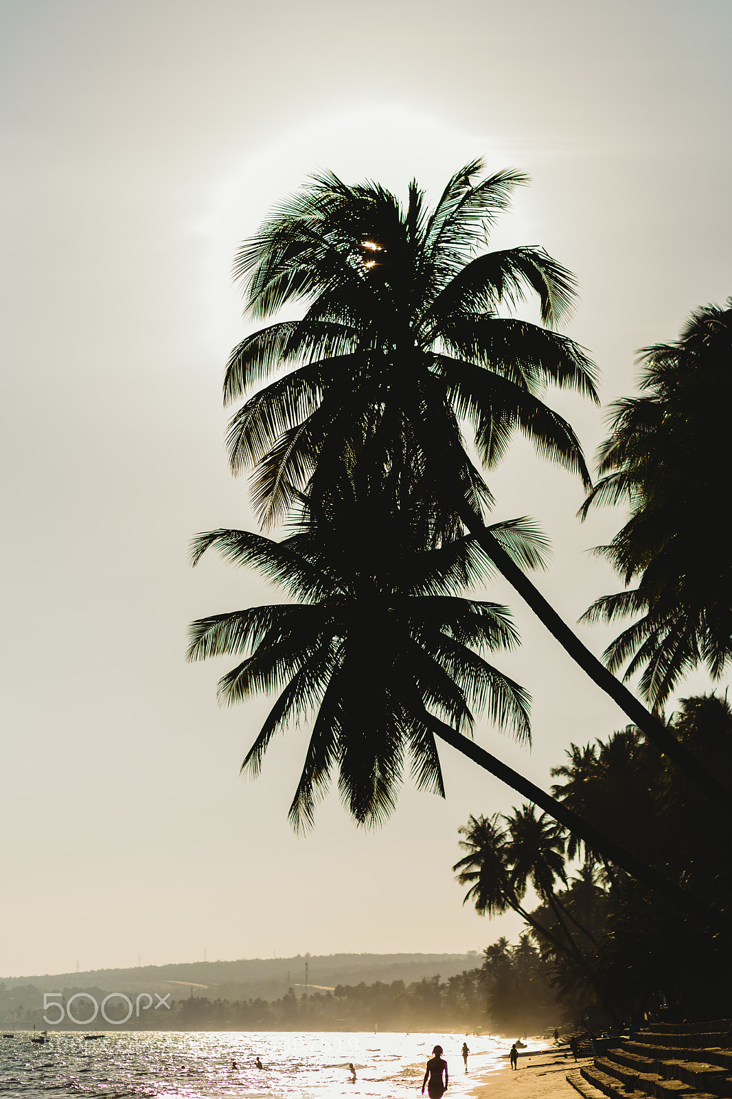 Canon EOS 6D sample photo. Coconut trees stretch into photography