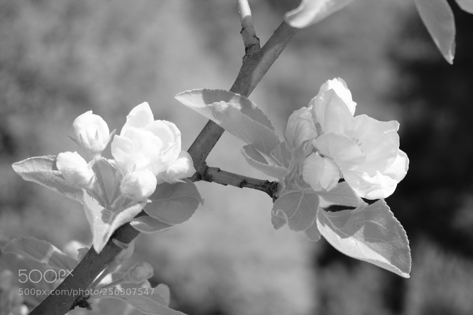 Sony a6000 sample photo. Flower photography
