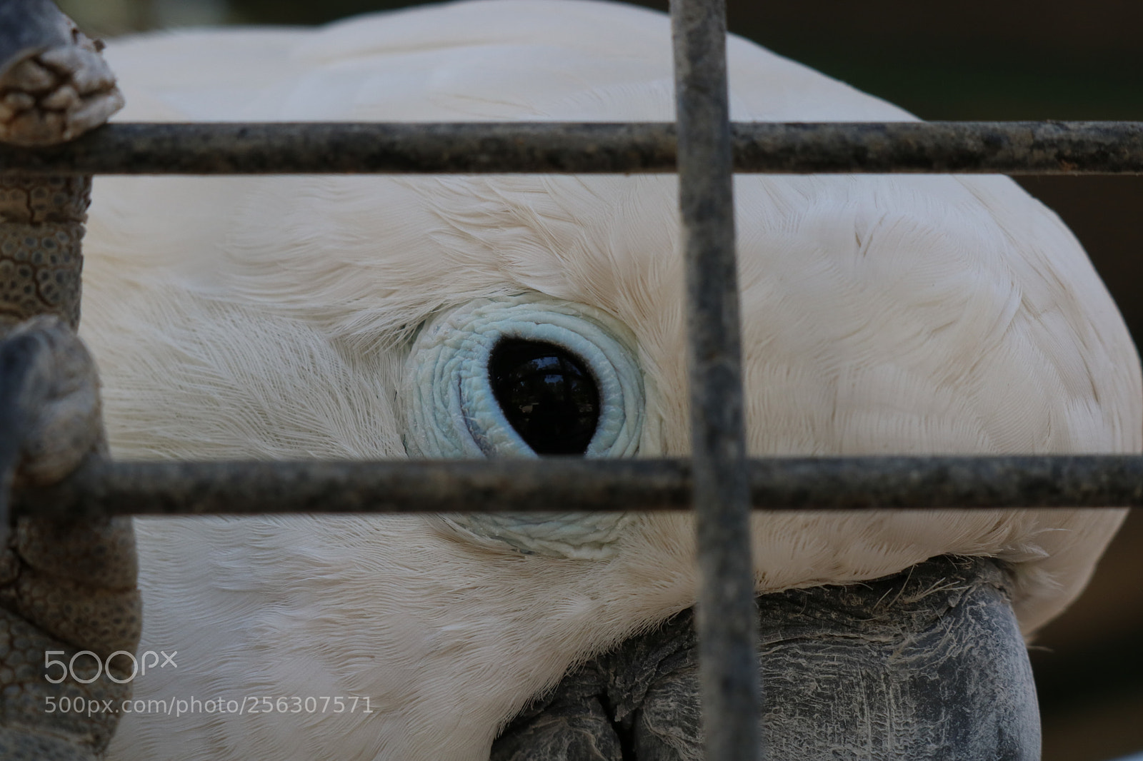 Canon EOS 750D (EOS Rebel T6i / EOS Kiss X8i) sample photo. Sad eye photography